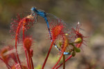 Kleine zonnedauw (Drosera intermedia) RL GE, Hoog Soeren